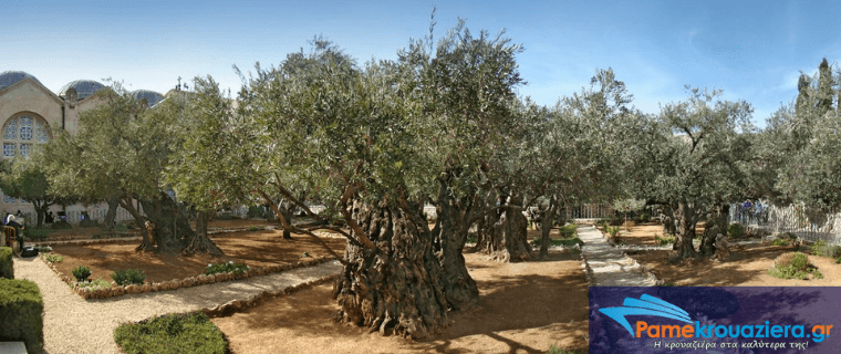 Όρος Ελαιών